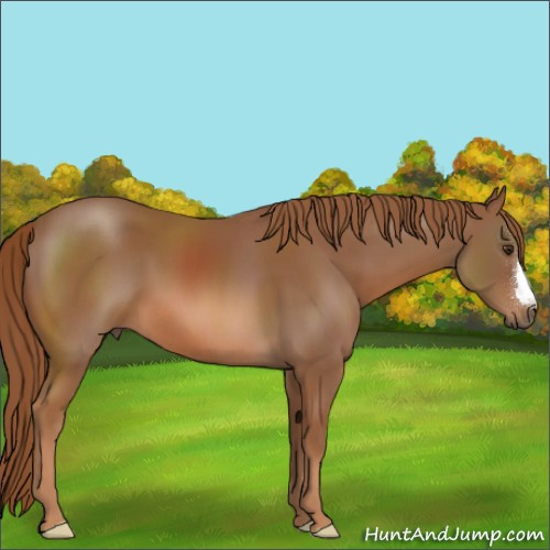 Horse Color:Chestnut 