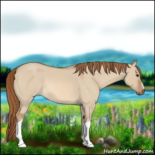 Horse Color:Red Dun Roan