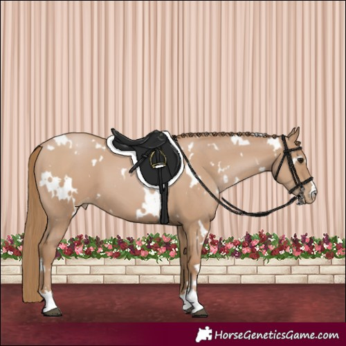 Horse Color:White Spotted Black Pearl