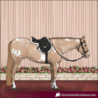 Horse Color:White Spotted Black Pearl