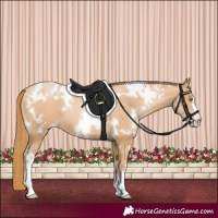 Horse Color:White Spotted Chestnut Pearl 
