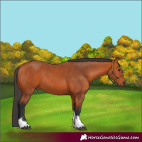 Horse Color:Bay Tobiano Rabicano 