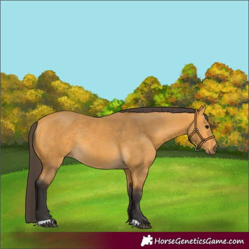 Horse Color:Unknown 
