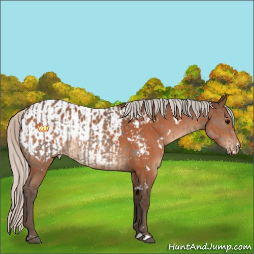 Horse Color:Silver Black Rabicano  and White Spotted Silver Brown Appaloosa Rabicano 