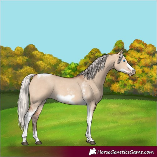 Horse Color:Silver Bay Dun Sabino Tobiano Frame Rabicano 