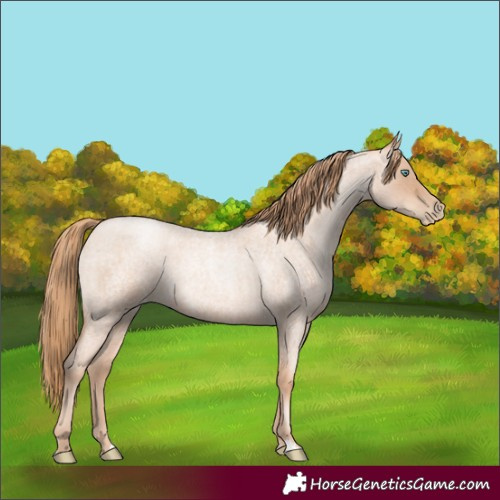 Horse Color:Gold Champagne Roan Pearl Rabicano  and Gold Champagne Roan Pearl Rabicano 