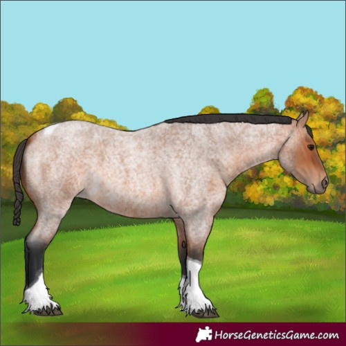 Horse Color:Bay Roan Tobiano Rabicano