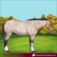 Horse Color:Bay Roan Tobiano Rabicano