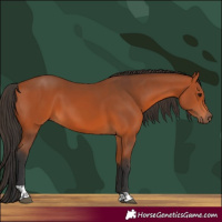 Horse Color:Bay Tobiano 
