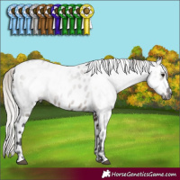 Horse Color:Gray Silver Brown Dun Leopard 