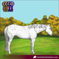 Horse Color:White Spotted Smoky Grullo Sabino