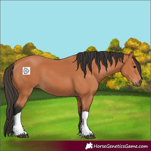 Horse Color:Bay Tobiano 