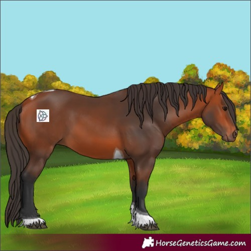 Horse Color:Bay Tobiano 