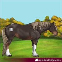 Horse Color:Liver Chestnut Tobiano 