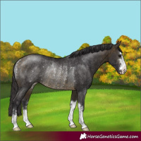 Horse Color:Buckskin Rabicano 