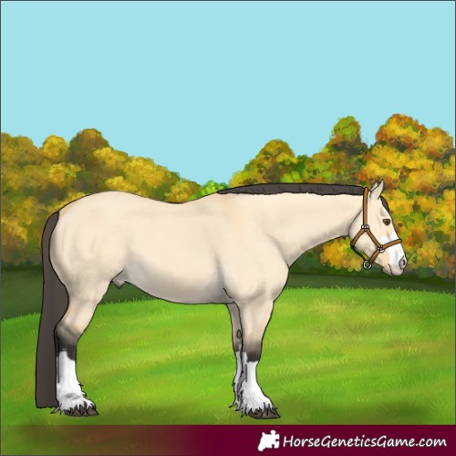 Horse Color:Unknown 