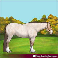 Horse Color:Amber Champagne Roan 