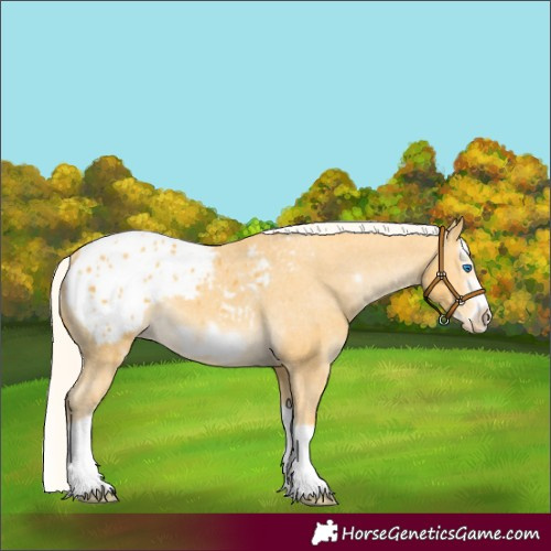 Horse Color:Unknown 