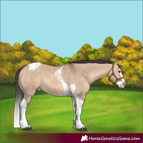 Horse Color:Unknown 