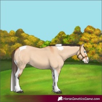 Horse Color:Bay Dun Splash Tobiano 