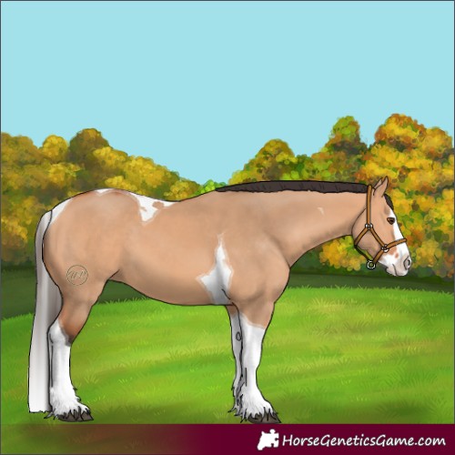 Horse Color:Bay Dun Splash Tobiano 