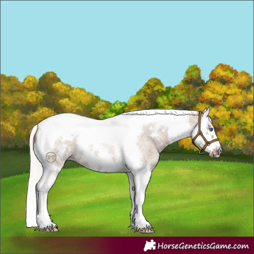 Horse Color:Silver Grullo Roan Splash Tobiano Frame 