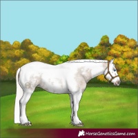 Horse Color:Silver Grullo Roan Splash Tobiano Frame