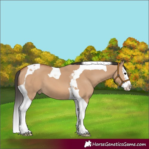 Horse Color:Unknown 