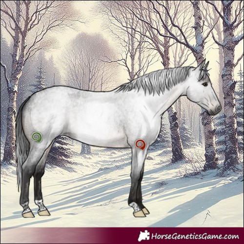 Horse Color:Gray Brown Roan 