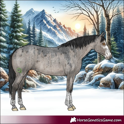 Horse Color:Grullo Roan Sabino Brindle