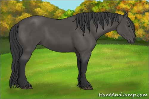 Horse Color:Black 