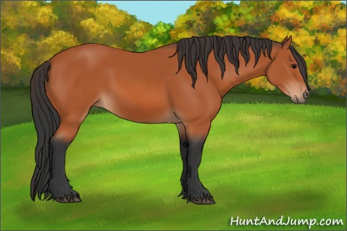 Horse Color:Bay 