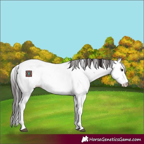 Horse Color:Brown Sabino Splash Appaloosa 