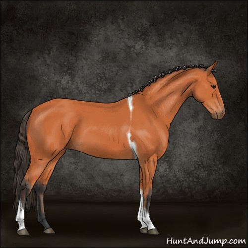 Horse Color:Bay Tobiano 