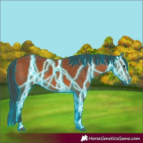 Horse Color:Thunderstruck Bay