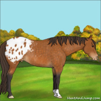 Horse Color:Buckskin Appaloosa Rabicano 