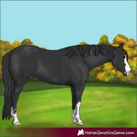 Horse Color:Black 
