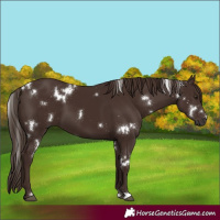 Horse Color:White Spotted Liver Chestnut 