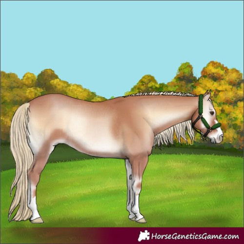 Horse Color:Red Onyx Mushroom Rabicano 