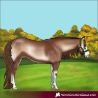 Horse Color:Red Onyx 