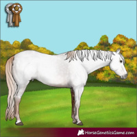 Horse Color:Gray White Spotted Chestnut Rabicano