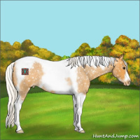 Horse Color:Silver Buckskin Roan Splash Tobiano Frame Appaloosa