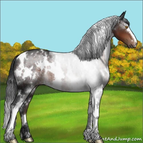 Horse Color:White Spotted Brown 