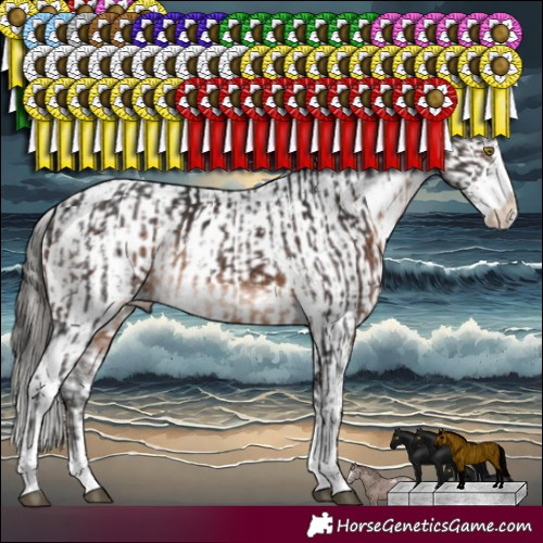 Horse Color:White Spotted Brown Sabino Rabicano  and White Spotted Black Sabino Appaloosa Rabicano 