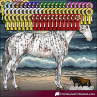 Horse Color:White Spotted Brown Sabino Rabicano and White Spotted Black Sabino Appaloosa Rabicano