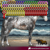 Horse Color:White Spotted Brown Sabino Rabicano  and White Spotted Black Sabino Varnish Rabicano 