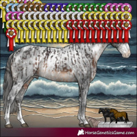 Horse Color:White Spotted Brown Sabino Rabicano  and White Spotted Black Sabino Appaloosa Rabicano 