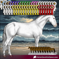 Horse Color:White Spotted Black Sabino Appaloosa  and Brown Sabino Appaloosa Rabicano 