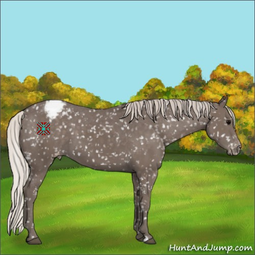 Horse Color:Silver Black Appaloosa 