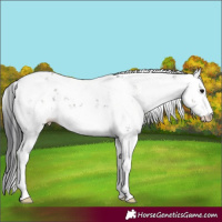 Horse Color:Grullo Sabino